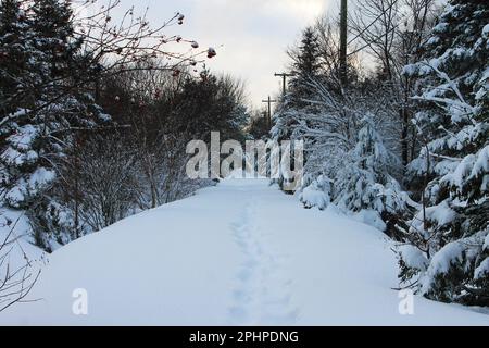 Un sentier de randonnée couvert de neige bordé d'arbres couverts d'une couche de neige fraîche, en hiver. Banque D'Images