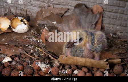 Feral Pigeon Chick, Columba livia, Londres, Royaume-Uni Banque D'Images