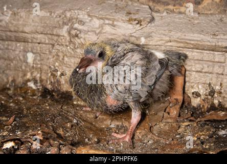 Feral Pigeon, Rock Dove, Chick, Columba livia, Londres, Royaume-Uni Banque D'Images