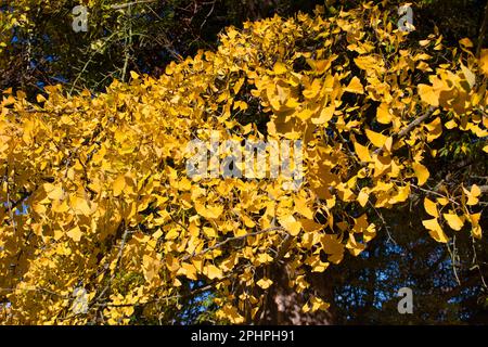 Ginkgo biloba en automne sous ciel bleu. République tchèque. Banque D'Images