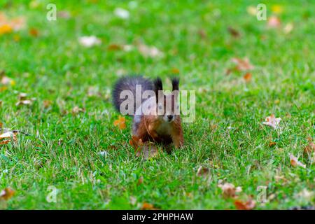 Écureuil roux-brun mignon debout sur l'herbe. En tenant une patte vers le haut et en regardant la caméra. Feuilles de chêne d'automne sur la pelouse. Banque D'Images