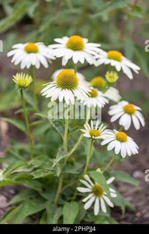 Vue sur le jardin aux coneflowers (échinacée) avec pétales blancs en pleine floraison Banque D'Images