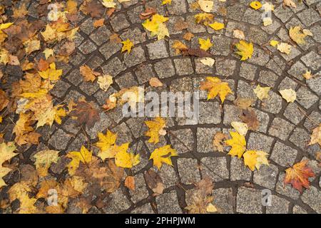 Texture du trottoir d'automne arrière-plan, feuilles mortes jaunes sur l'ancien chemin, pierres de pavage avec feuilles d'automne et bordure verte d'Ivy Banque D'Images