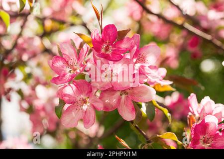 Pomme Malus Rudolph arbre, avec des fleurs de rose foncé dans le fond flou bokeh. Ressort. Motif fleuri abstrait. Banque D'Images
