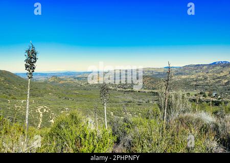 Paysage désertique avec des plantules séchées de yuccas dans le désert de Sonoran en Californie du Sud Banque D'Images