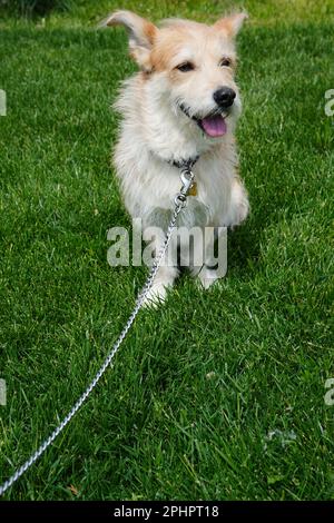Adorable chien blanc à la mode sur laisse, assis sur l'herbe dans le parc et regardant sur le côté Banque D'Images