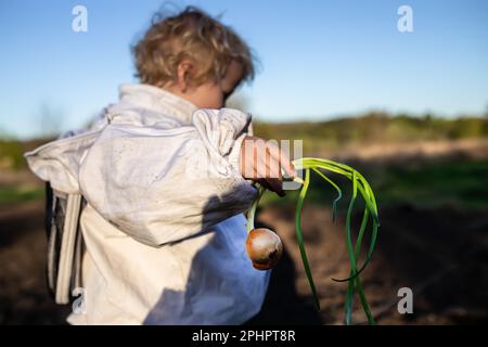 un petit fermier tient l'oignon vert entre les mains avant de planter dans le sol dans un lit biologique de jardin. Légumes feuillus cultivés après avoir planté des oignons pendant la saison W Banque D'Images