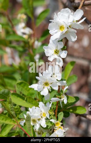 Gros plan de fleurs de perlbush (exochorda racemosa) communes en fleur Banque D'Images