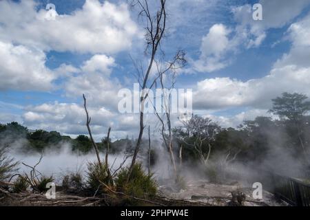 Piscines thermales dans le parc Kuirau, Rotorua, Île du Nord, Nouvelle-Zélande Banque D'Images