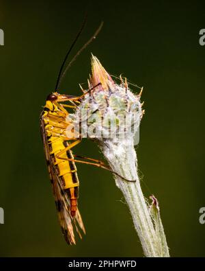 Un gros plan de Panorpa communis, la mouche de scorpionFly commune sur une plante. Banque D'Images