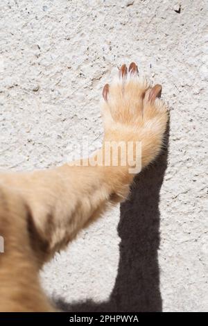 Jambe avant droite d'un petit chien, patte pressée sur le mur. Pour les animaux, la taille des ongles et le toilettage. Banque D'Images
