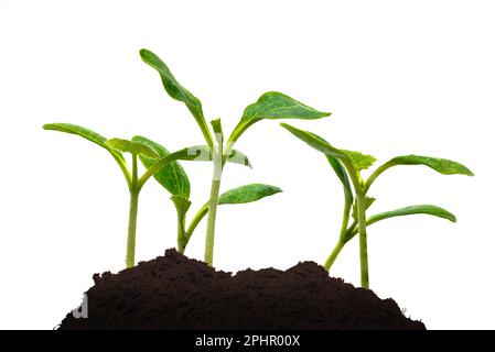 Plan horizontal d'un groupe de jeunes pousses de courge dans le sol isolé sur blanc avec espace de copie. Banque D'Images