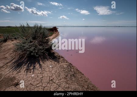 Lac salé avec sel rose et ciel bleu avec nuages. Lac salé rose de Sasyk-Sivash en Crimée. Paysage d'été Banque D'Images