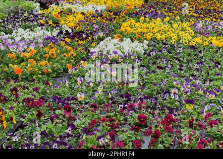 Fleurs de alto cornuta. Corned Pansy ou Horned Violet Banque D'Images