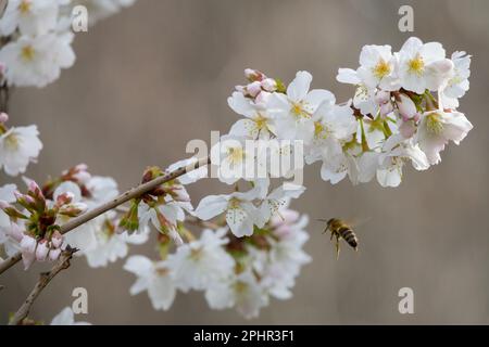 Abeille, API mellifera, Bee Flying, Prunus kurilensis, brillant, Prunus, Blossoms Banque D'Images