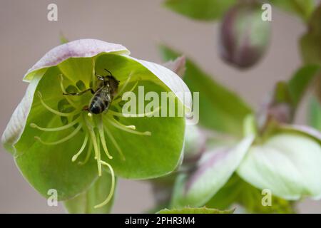 APIs mellifera, abeille, fleur, Helleborus argutifolius, insecte en fleur, Abeille, usine d'hellebore Banque D'Images