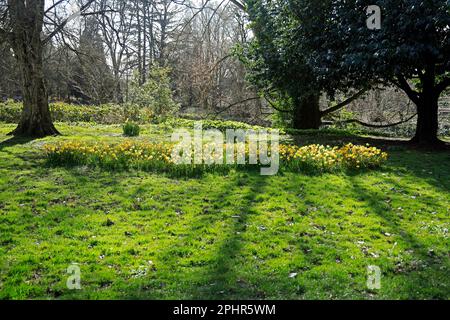 Lit de Daffodil en plein soleil, Cardiff . Mars 2023. Ressort. cym Banque D'Images