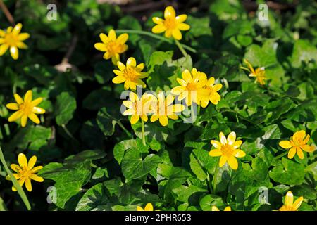 Moins de celandine en fleur, Cardiff. Mars 2023. Ressort Banque D'Images