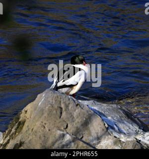 Mandre de goosander mâle adulte / merganser commun - Mergus merganser - reposant sur un rocher dans la rivière Taff, Cardiff South Wales, Royaume-Uni. Mars 2023. Ressort Banque D'Images