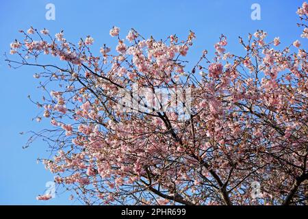 Fleur de cerisier rose contre ciel bleu. Royaume-Uni Mars 2023. Ressort. Banque D'Images