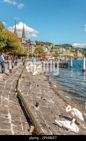 Schweizerhofquai bord du lac de Lucerne en été, Lucerne, Suisse Banque D'Images