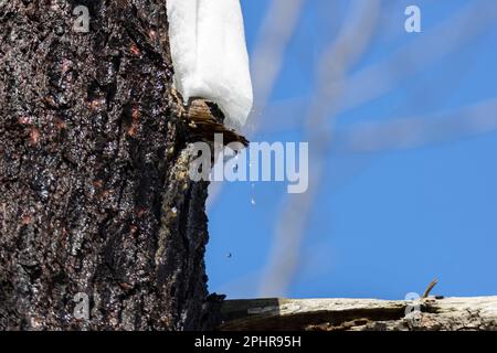 Gouttelettes d'eau provenant de la fonte de la neige au début du printemps Banque D'Images