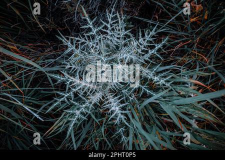 Arrière-plan de la nature. Chardon sauvage dans les marais de Chiclana de la Frontera, Espagne Banque D'Images