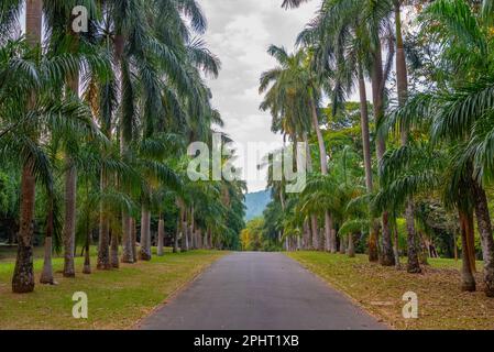 Allée des palmiers au Royal Botanical Gardwen à Kandy, Sri Lanka. Banque D'Images