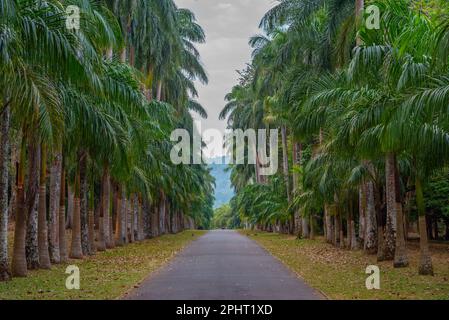 Allée des palmiers au Royal Botanical Gardwen à Kandy, Sri Lanka. Banque D'Images