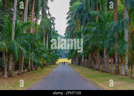 Allée des palmiers au Royal Botanical Gardwen à Kandy, Sri Lanka. Banque D'Images