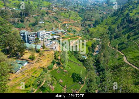 Vue panoramique sur le domaine de thé Mackwoods au Sri Lanka. Banque D'Images