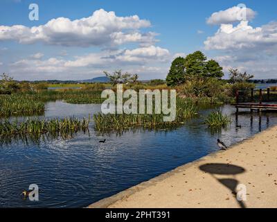 Ballarat Australie / la piscine de Swan au lac Wendouree. Banque D'Images