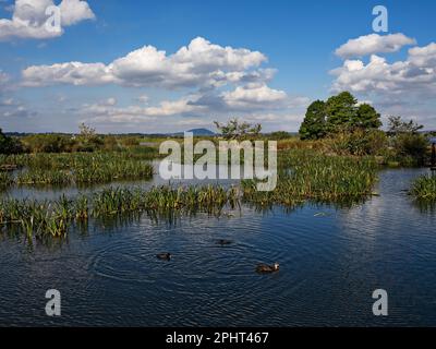 Ballarat Australie / la piscine de Swan au lac Wendouree. Les santuries et les reedbeds autour du lac constituent un bon refuge pour plus de 150 espèces Banque D'Images