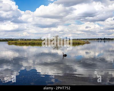 Ballarat Australie / Ballarat's Lake Wendouree est un refuge pour la faune. Banque D'Images