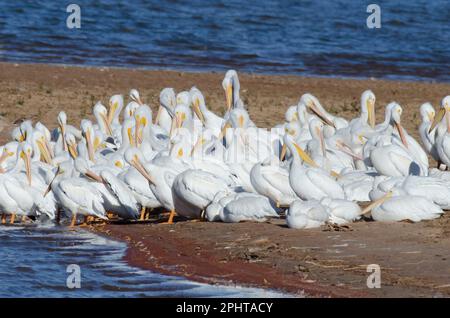 Les pélicans blancs américains, Pelecanus erythrorhynchos, se rassemblent sur le rivage Banque D'Images