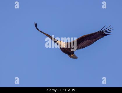 Aigle à tête blanche survolant une rivière dans le nord du Wisconsin. Banque D'Images