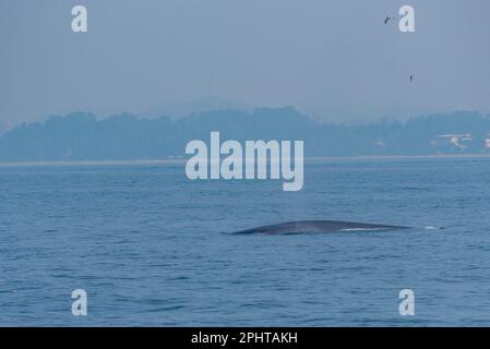 Baleine vue près de la côte du Sri Lanka à Mirissa. Banque D'Images