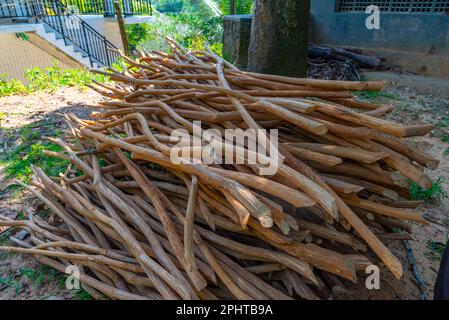 La cannelle étant séchée pendant la production, Sri Lanka. Banque D'Images