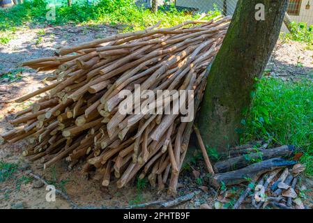 La cannelle étant séchée pendant la production, Sri Lanka. Banque D'Images