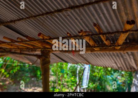 La cannelle étant séchée pendant la production, Sri Lanka. Banque D'Images