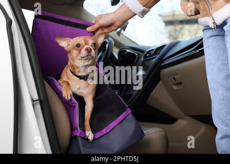 Propriétaire transportant son chien, gros plan. Chihuahua dans le porte-animaux Banque D'Images