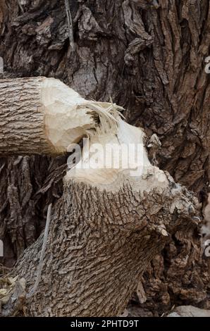 Arbre abattu par le castor nord-américain, Castor canadensis Banque D'Images