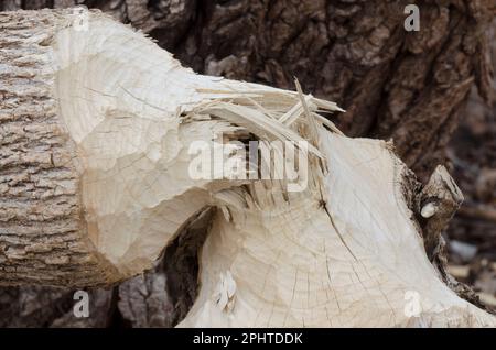 Arbre abattu par le castor nord-américain, Castor canadensis Banque D'Images