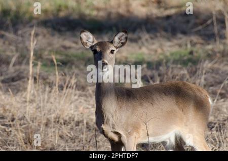 Le cerf de Virginie, l'Odocoileus virginianus, doe Banque D'Images