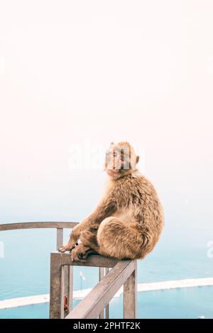 Monkey assis sur la balustrade d'une clôture au sommet de la montagne de Gibraltar, Espagne. Banque D'Images