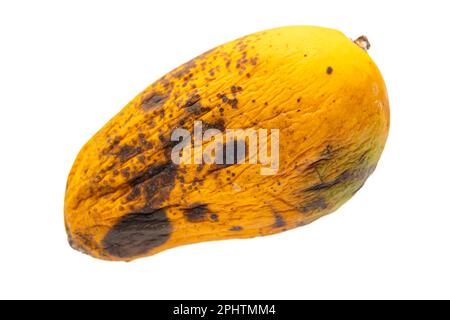 vue de dessus mangue pourrie avec des vers sur fond blanc Banque D'Images