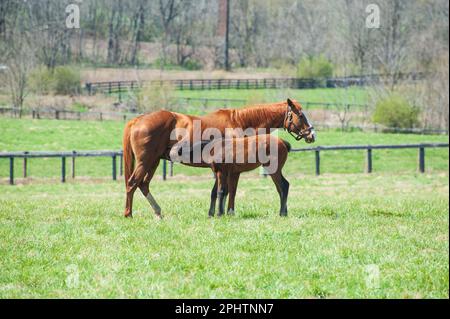 Mare et foal s'allaitant dans une ferme de chevaux du Kentucky Banque D'Images