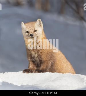 Une martre d'Amérique dans la neige au printemps dans le parc Algonquin en Ontario Banque D'Images