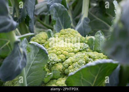 Gros plan de grands brocolis sur un lit de jardin. Banque D'Images