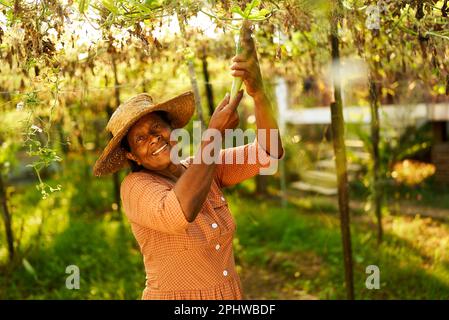 Une agricultrice indienne senior cueillant ses concombres récolte sourire heureux. Femme gaie sri lankaise âgée dans sa ferme montrant des légumes mûrs Banque D'Images